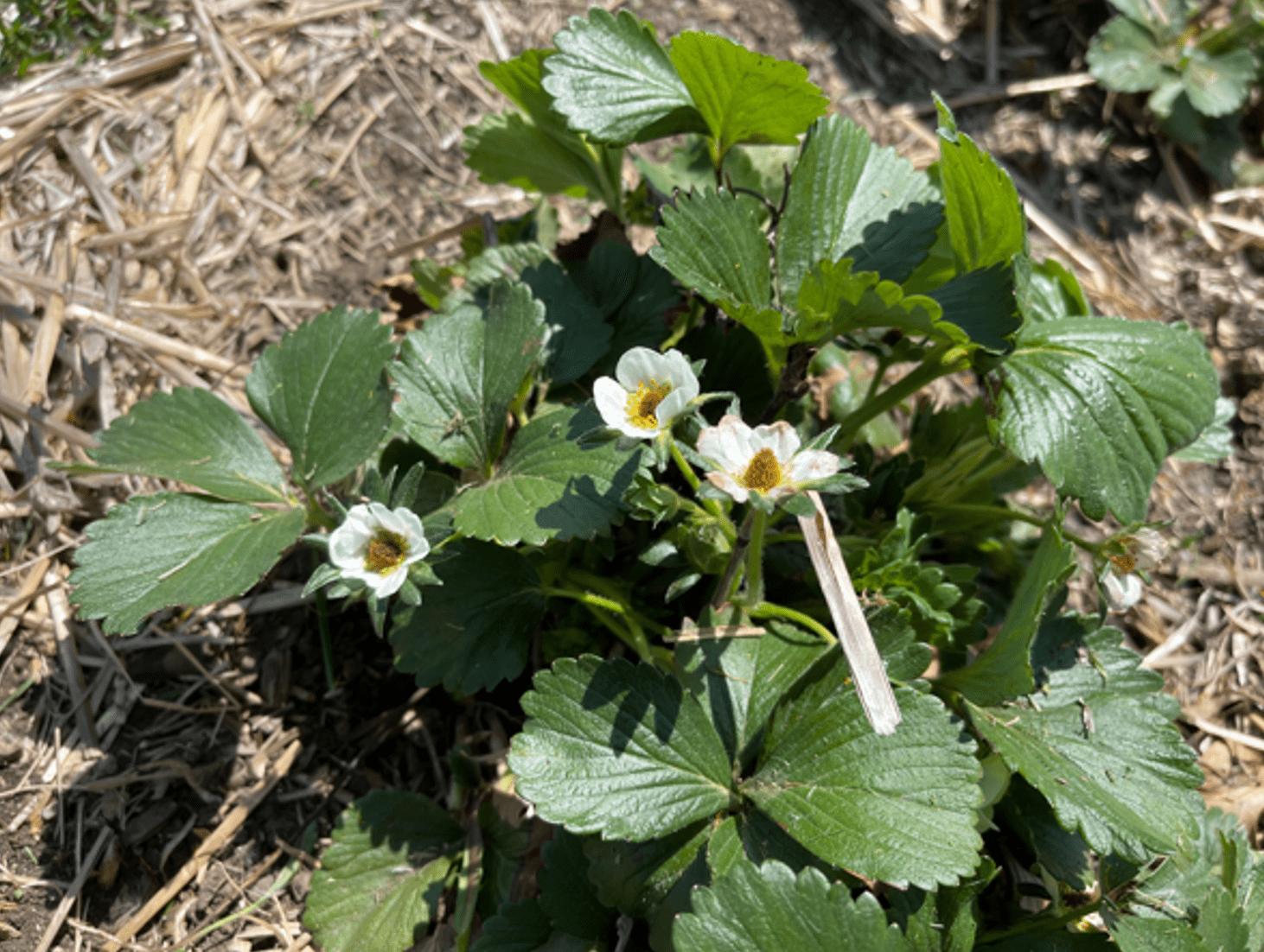 What's Growing in the Garden