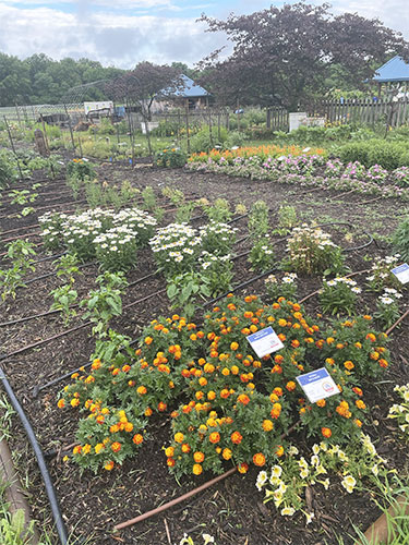 Photo of orange and pink flowers in a bed