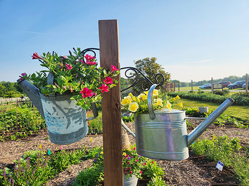 Photo of flowers hanging from waterng cans used as pots