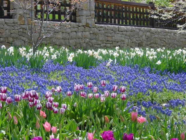 Mixed bulbs bed 