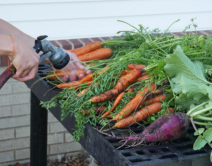 Fall vegetables 