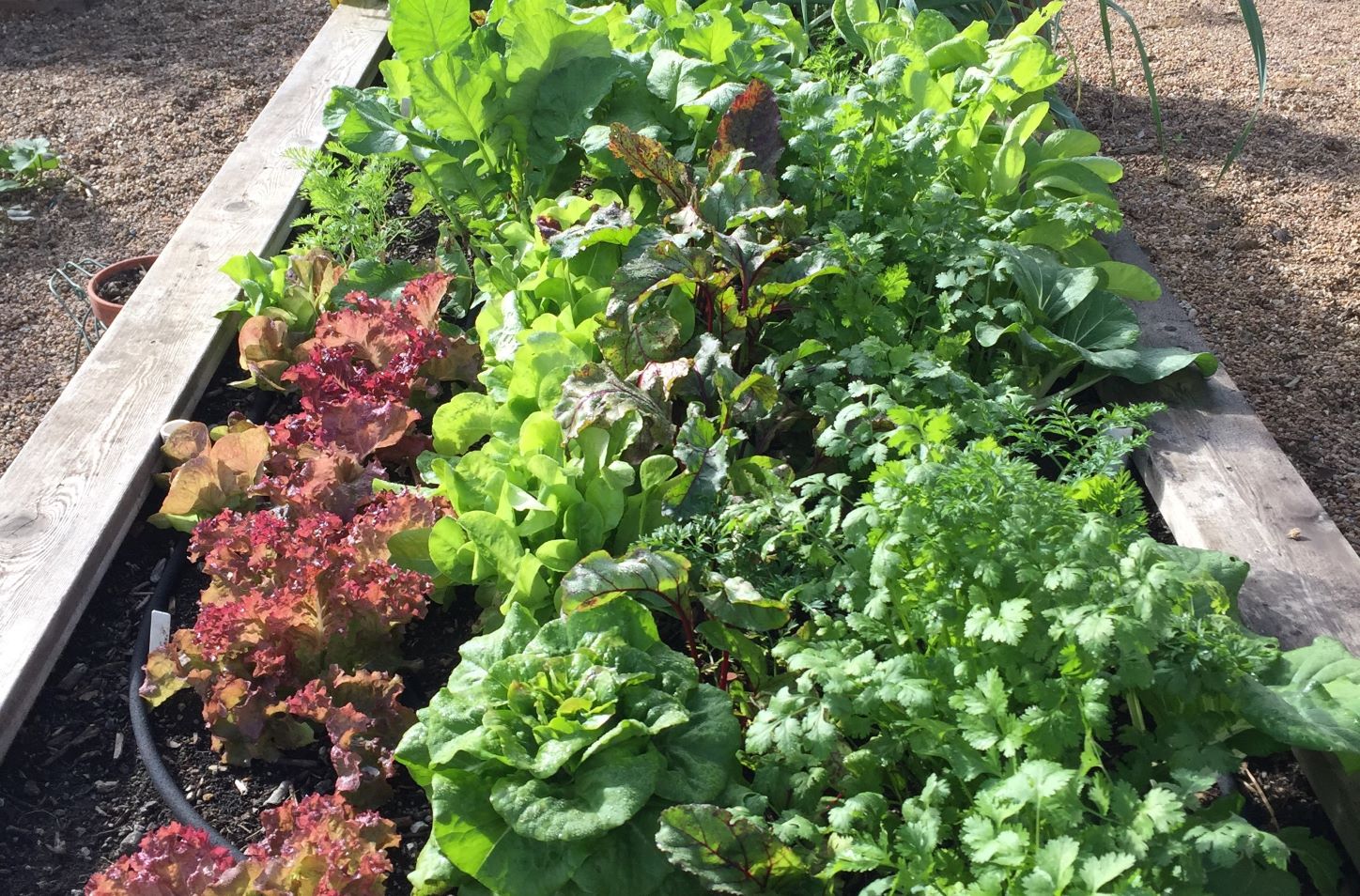 lettuce in raised bed