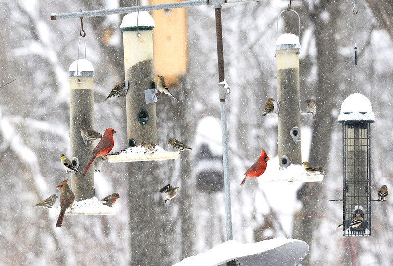 Birds at snowy feeders 