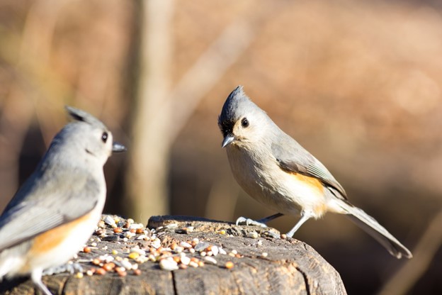 Titmouse with seed 