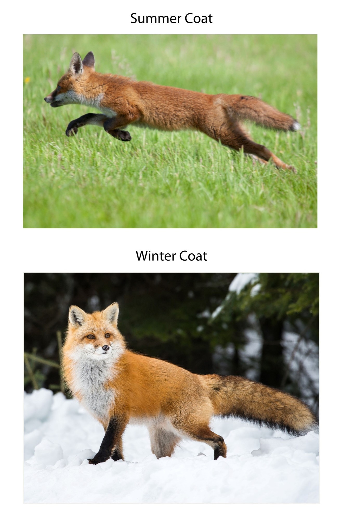 Fox summer and winter coat 