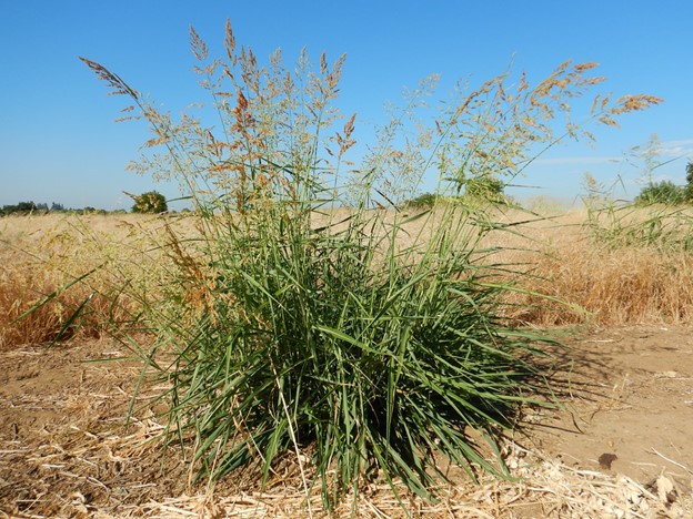 Johnsongrass Clump