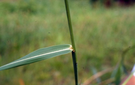 Johnsongrass leaves