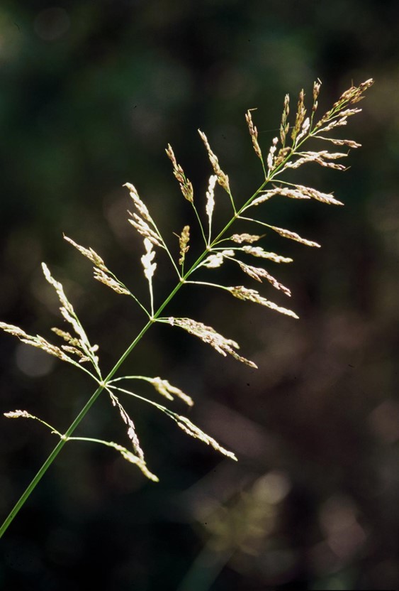 johnsongrass seedhead