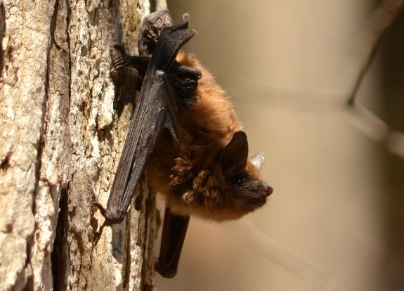 bat on a tree