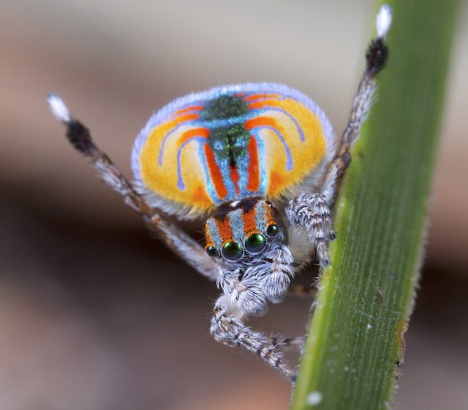 Sparklemuffin spider 