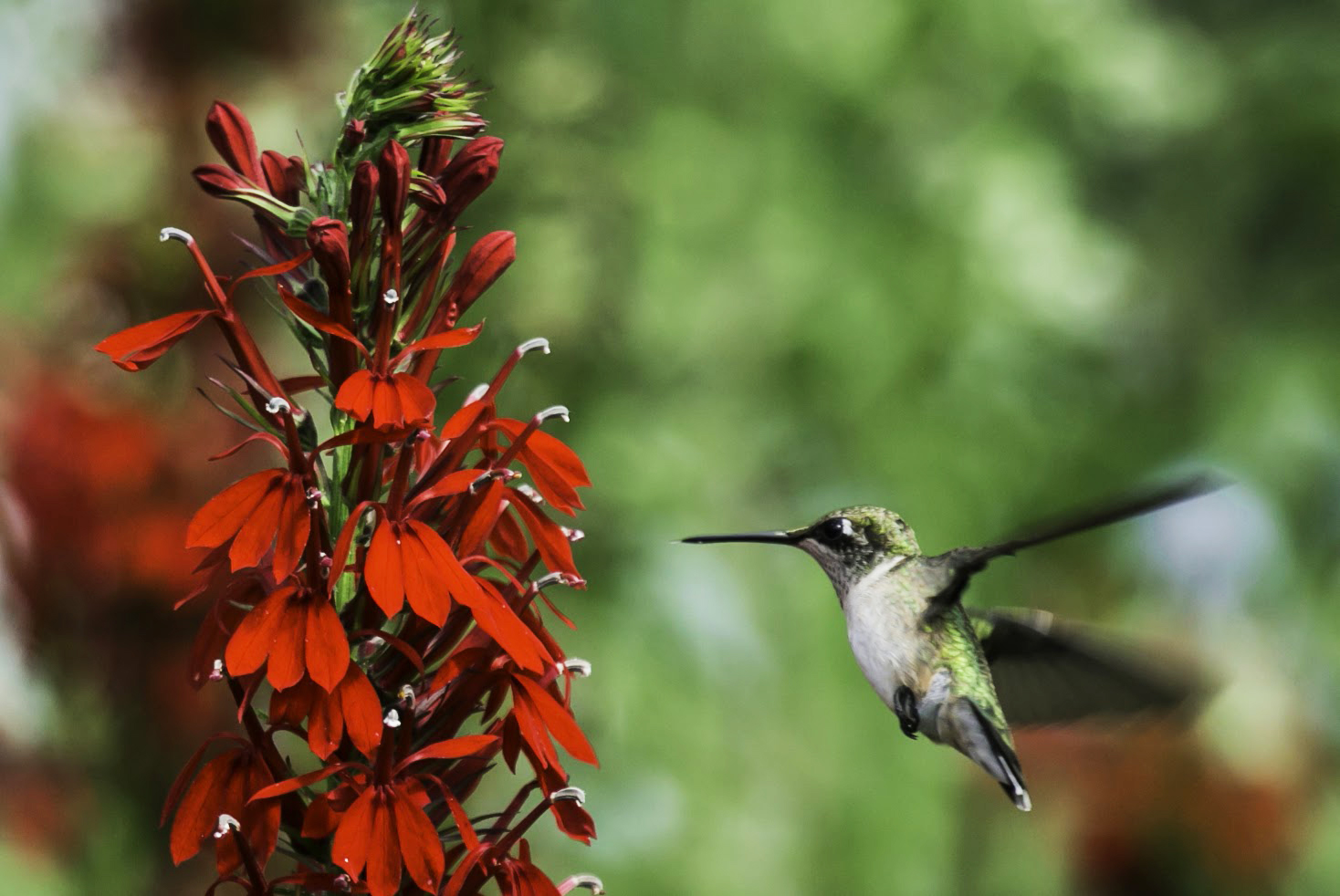 Hummingbird nectaring on Cardinal lobelia