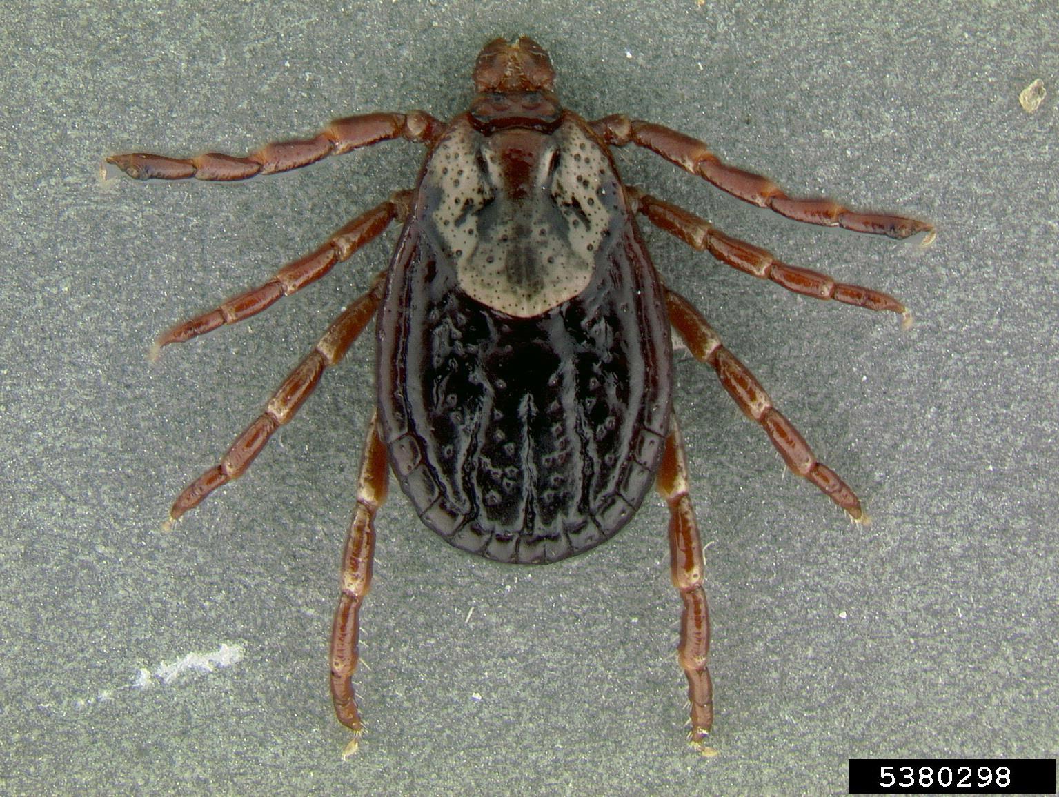 american dog tick