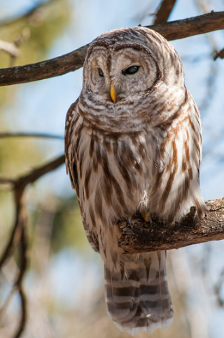 barred owl