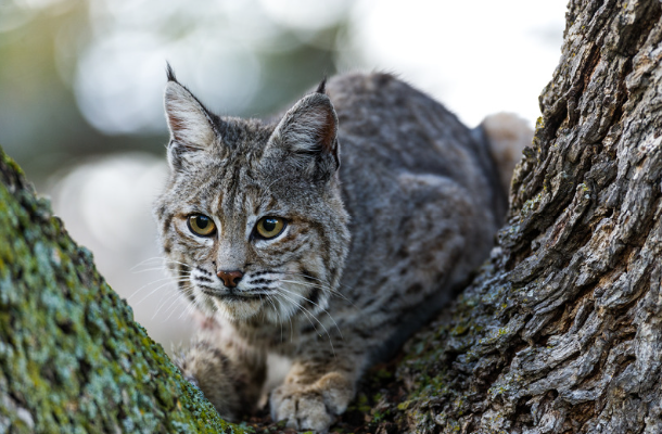 bobcat