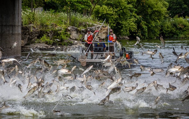 carp in the air 