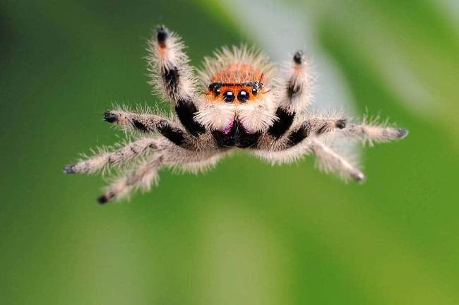 cute jumping spider 