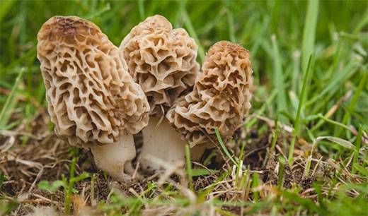 morel mushrooms