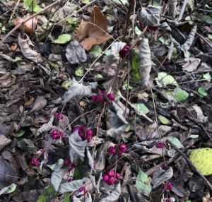 coralberry