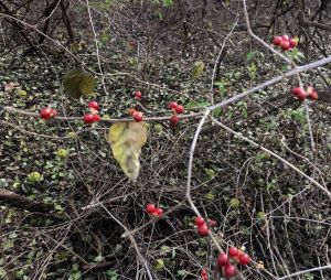 honeysuckle berry