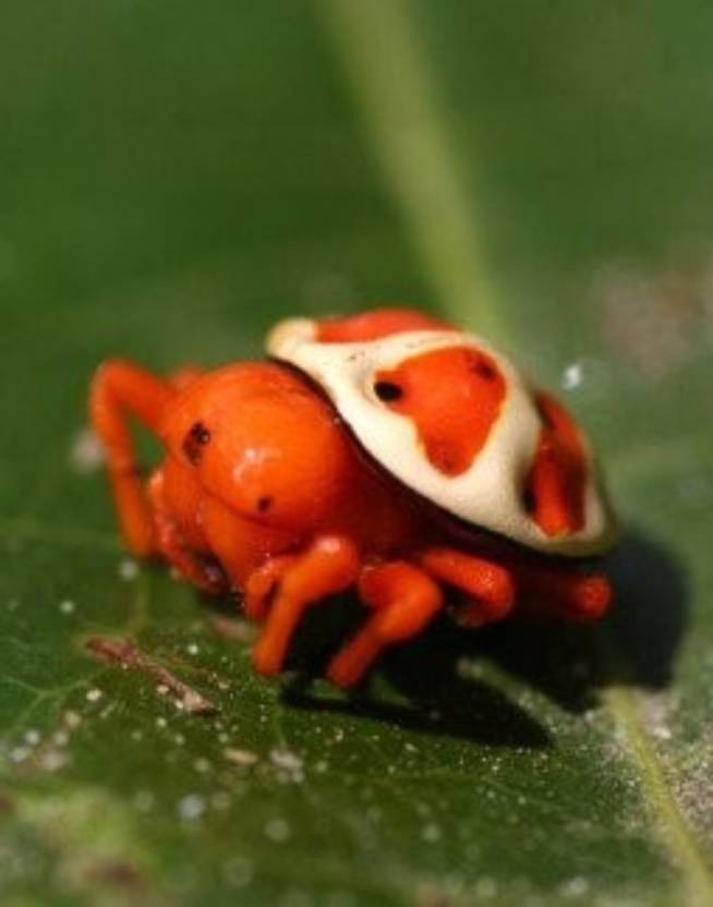 orange tortoiseshell spider 