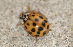 Asian Lady Beetle