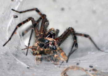 Wolf spider with prey