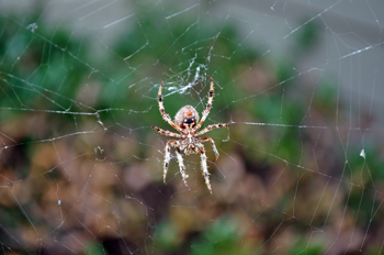 Wolf Spider in spider web.