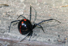 Black Widow spider