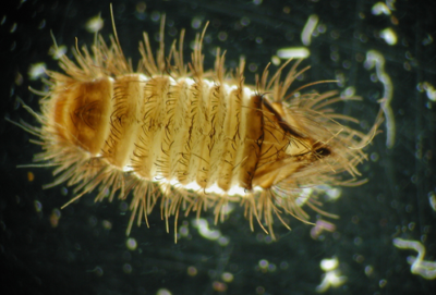 carpet beetle larvae