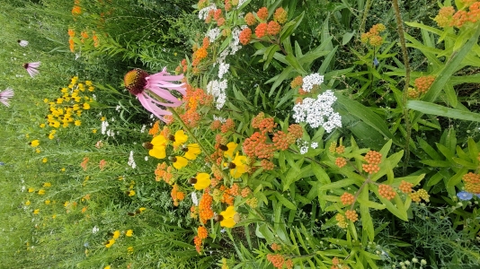 Assorted Native garden 