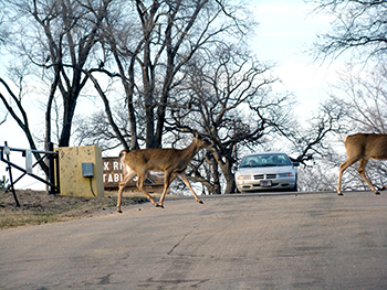 Deer crossing the road