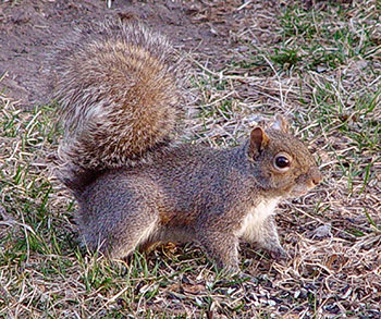 Grey squirrel